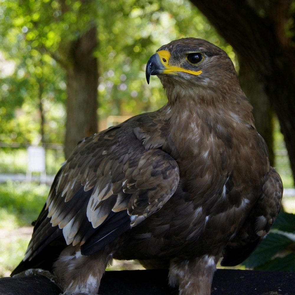 Legambiente Sulla Uccisione Di Un Esemplare Di Aquila Reale Nel Parco Nazionale Dei Monti Sibillini