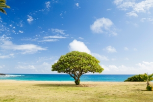 La Festa dell&#039;Albero, alla scoperta di un patrimonio