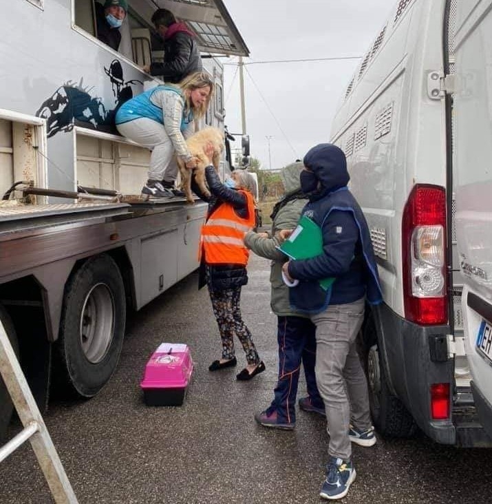 Foto da Facebook Protezione animali Enpa Pesaro/Urbino